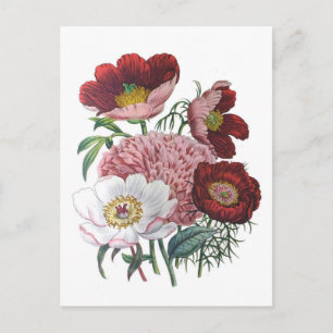 Carte Postale Les pivoines