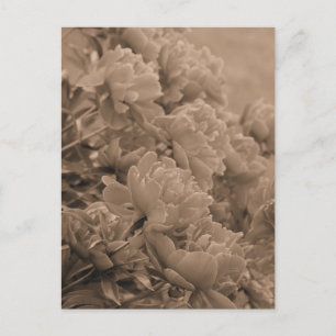 Carte Postale Les pivoines face à la lumière à Sepia