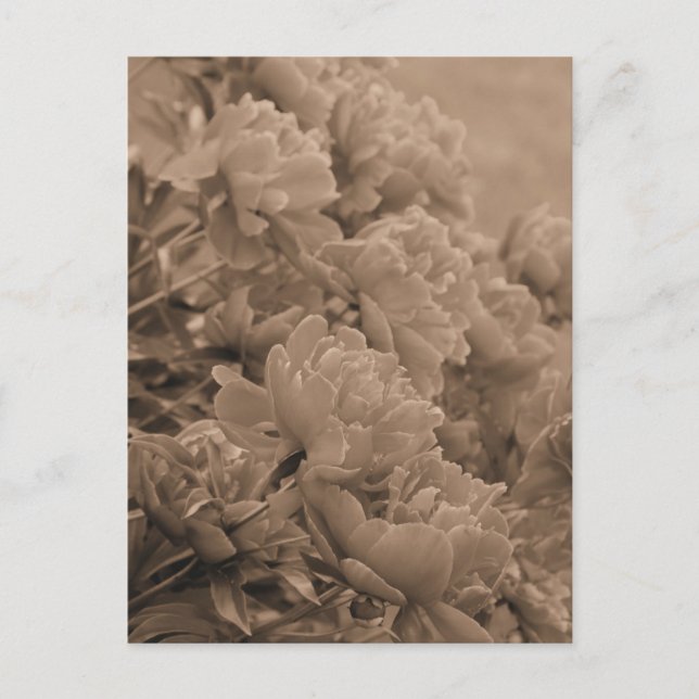 Carte Postale Les pivoines face à la lumière à Sepia (Devant)