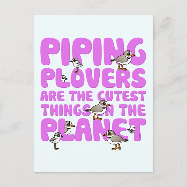 Carte Postale Les Pluvier siffleurs sont les choses les plus cou (Devant)
