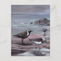 Les pluviers et les Turnstones de Weber