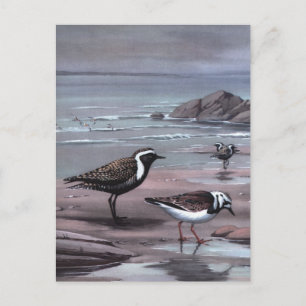 Carte Postale Les pluviers et les Turnstones de Weber