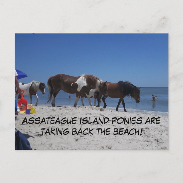 Carte Postale Les Ponts de l'île d'Assateague reprennent la plag (Devant)
