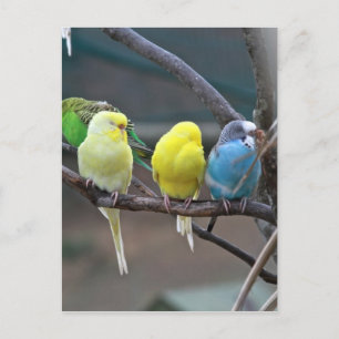 Carte Postale Les Portes Photo d'oiseaux