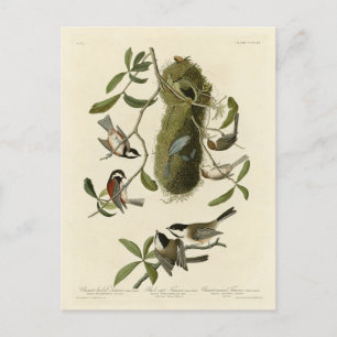 Carte Postale Les poulets et le Bushtit, les oiseaux d'Amérique 