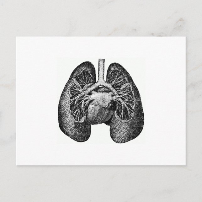 Carte Postale Les poumons et le coeur (Devant)