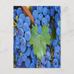 Carte Postale Les raisins sur une vigne