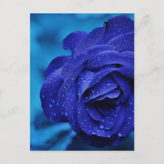 Carte Postale Les roses sont Bleus