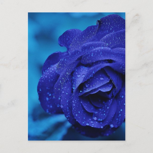 Carte Postale Les roses sont Bleus (Devant)