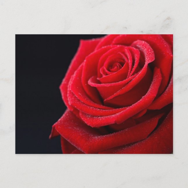 Carte Postale Les roses sont rouges (Devant)