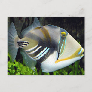 Carte Postale les scènes aquatiques déclenchent le poisson