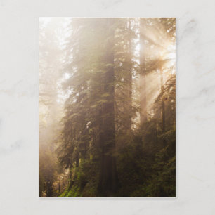 Carte Postale Les séquoias dans le brouillard matinal avec rayon