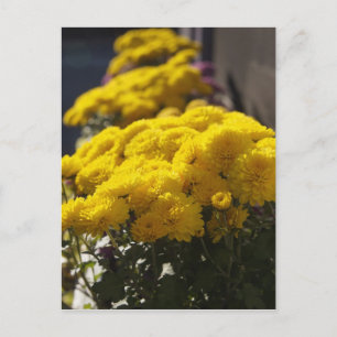 Carte Postale Les soucis jaunes se prélassent au soleil