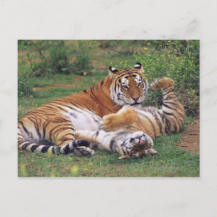 Carte Postale Les tigres du Bengale