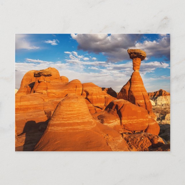 Carte Postale Les Toadstools (Devant)