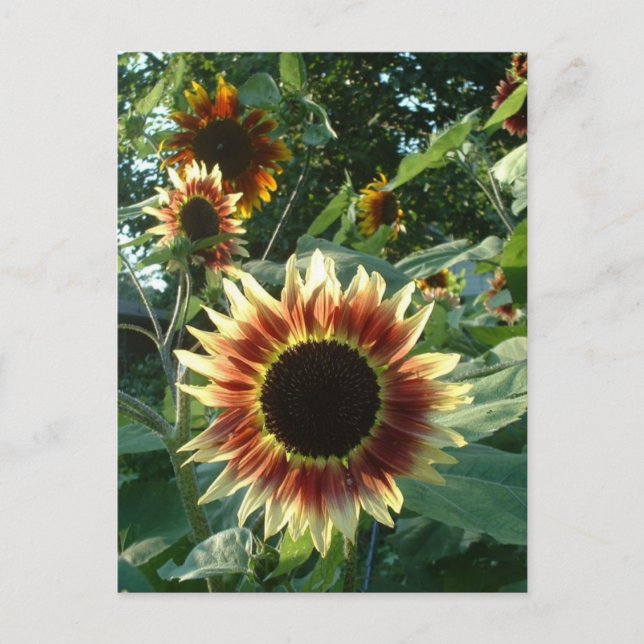 Carte Postale Les tournesols au soleil (Devant)