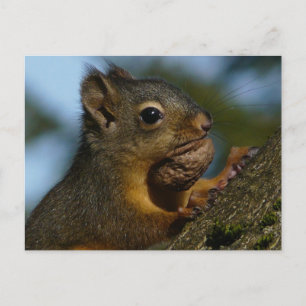Carte Postale Les trésors d'un Chipmunk