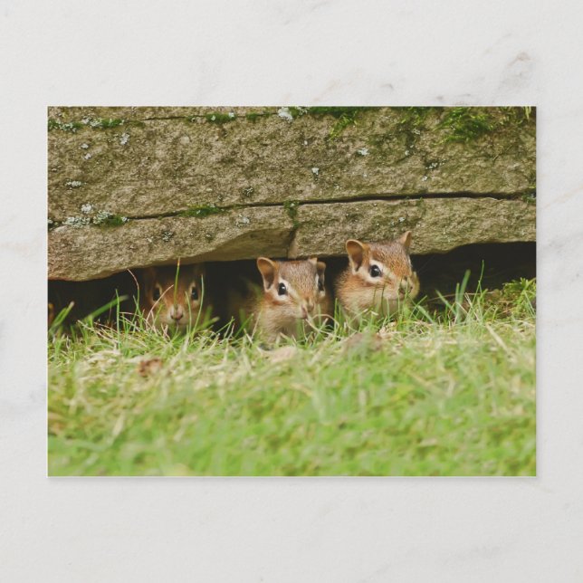 Carte Postale les trois amigos (Devant)