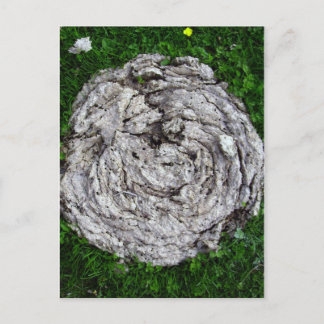 Carte Postale Les trucs de vache