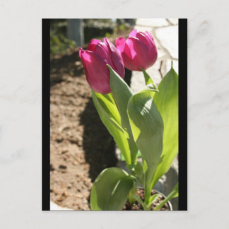 Carte Postale Les tulipes de mère