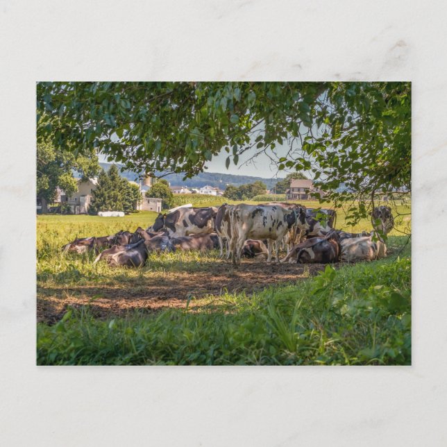 Carte Postale Les vaches de Lancanster PA (Devant)