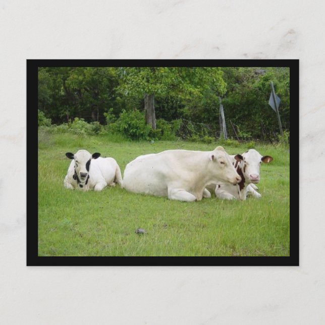 Carte Postale Les vaches hindous (Devant)
