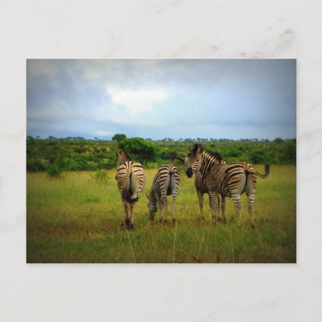 Carte Postale Les zèbres africains dans un cadre naturel (Devant)