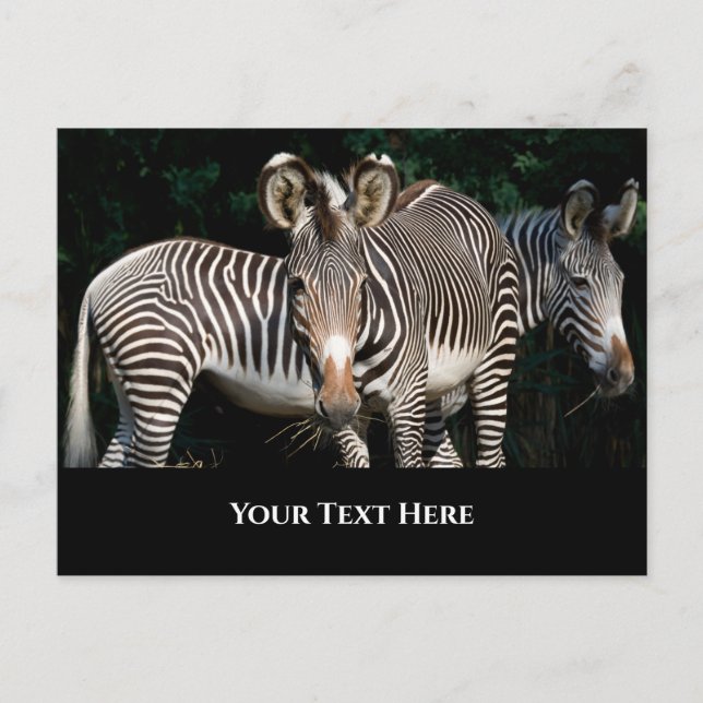 Carte Postale Les zèbres de Grevy (Devant)