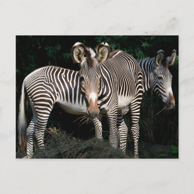 Carte Postale Les zèbres de Grevy (Devant)