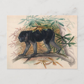 Carte Postale L'espèce cendrée-noire par Joseph Wolf