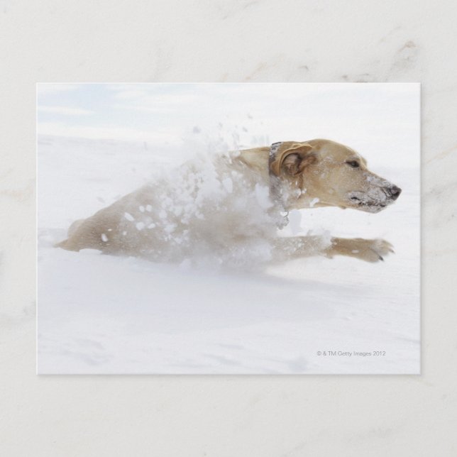 Carte Postale Lester Labrador traversant la neige profonde (Devant)