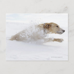 Carte Postale Lester Labrador traversant la neige profonde