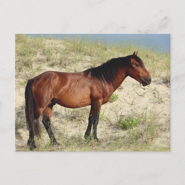 Carte Postale L'étalon de la baie de Corolla (Devant)