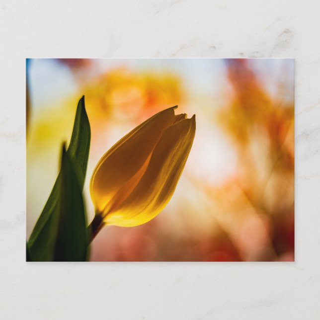 Carte Postale LETTRE Jaune Tulipe rapide Bonjour PostCard (Devant)