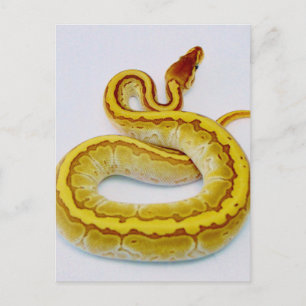 Carte Postale LETTRE "S" Yellow Ball Python