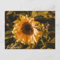 Lettre tournesol Postcard Communication Mail