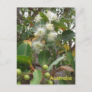 Carte Postale L'eucalyptus australien en fleur
