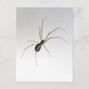Carte postale Leucauge Orb Weaver Spider