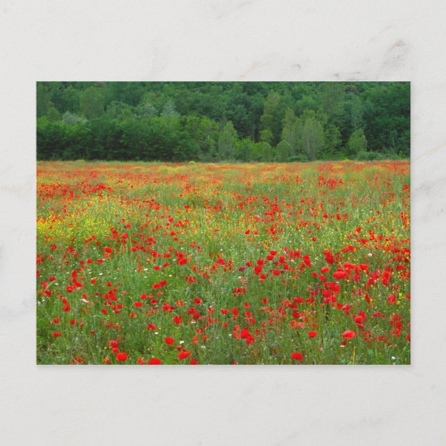 Carte Postale L'Europe, l'Italie, la Toscane, les pavots rouges  (Devant)
