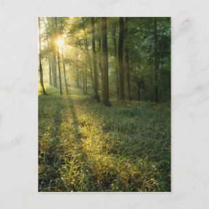 Carte Postale Lever de soleil à travers la forêt de chênes et de