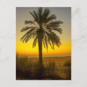 Carte Postale Lever du soleil des palmiers