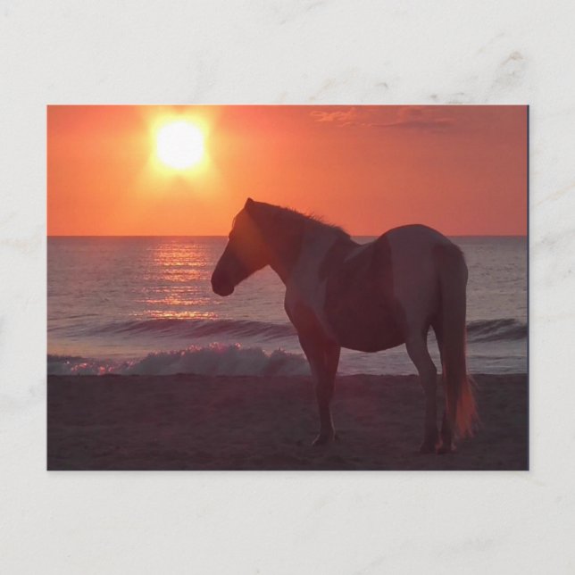 Carte Postale Lever du soleil du cheval (Devant)