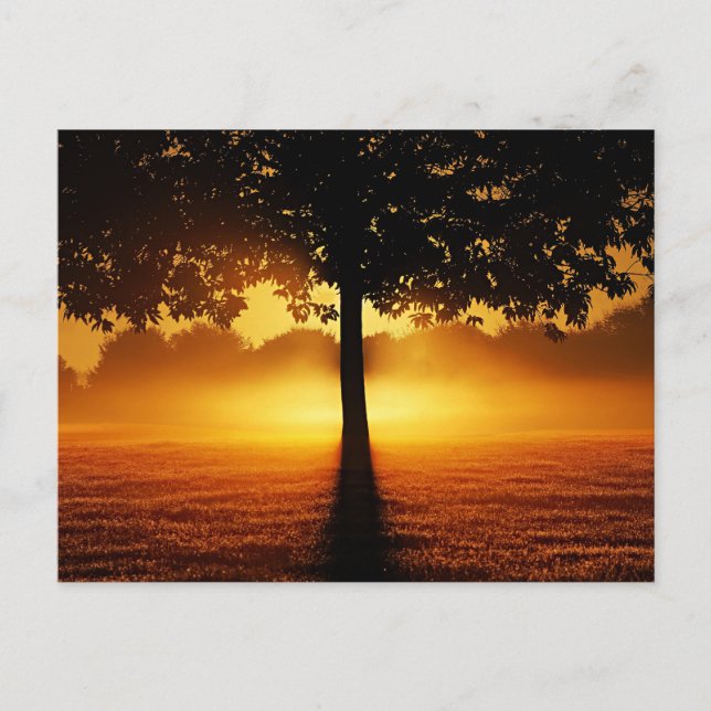 Carte Postale Lever du soleil, silhouette des arbres, (Devant)