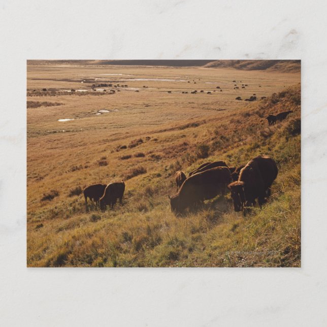 Carte Postale Lever du soleil sur le bison (Devant)