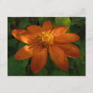 Carte Postale Lever du soleil sur le tournesol mexicain Orange F