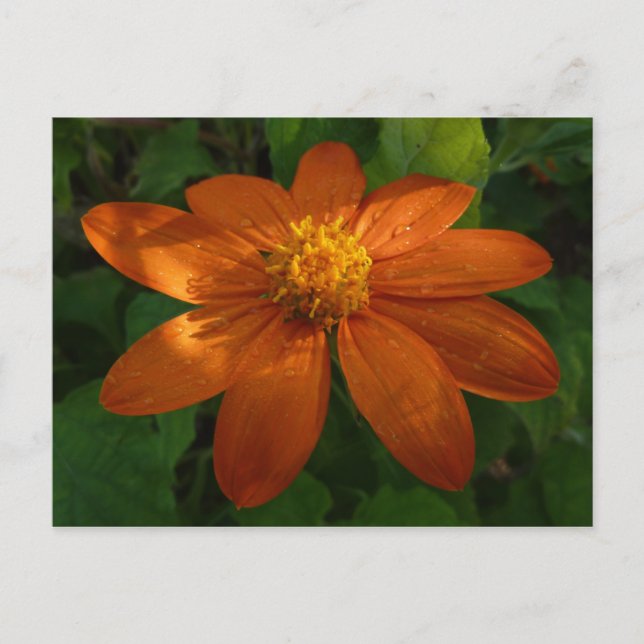 Carte Postale Lever du soleil sur le tournesol mexicain Orange F (Devant)
