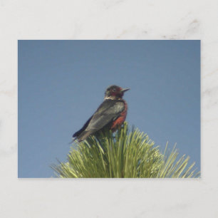Carte postale Lewis' Woodpecker