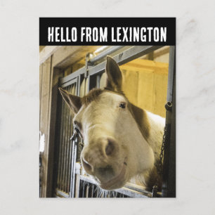 CARTE POSTALE LEXINGTON KENTUCKY HORSE SMILING FUNNY POSTCARD