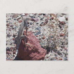 Carte Postale lézard à queue