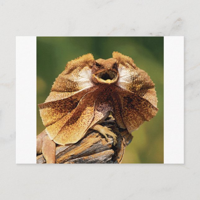 Carte Postale lézard frisé (Devant)